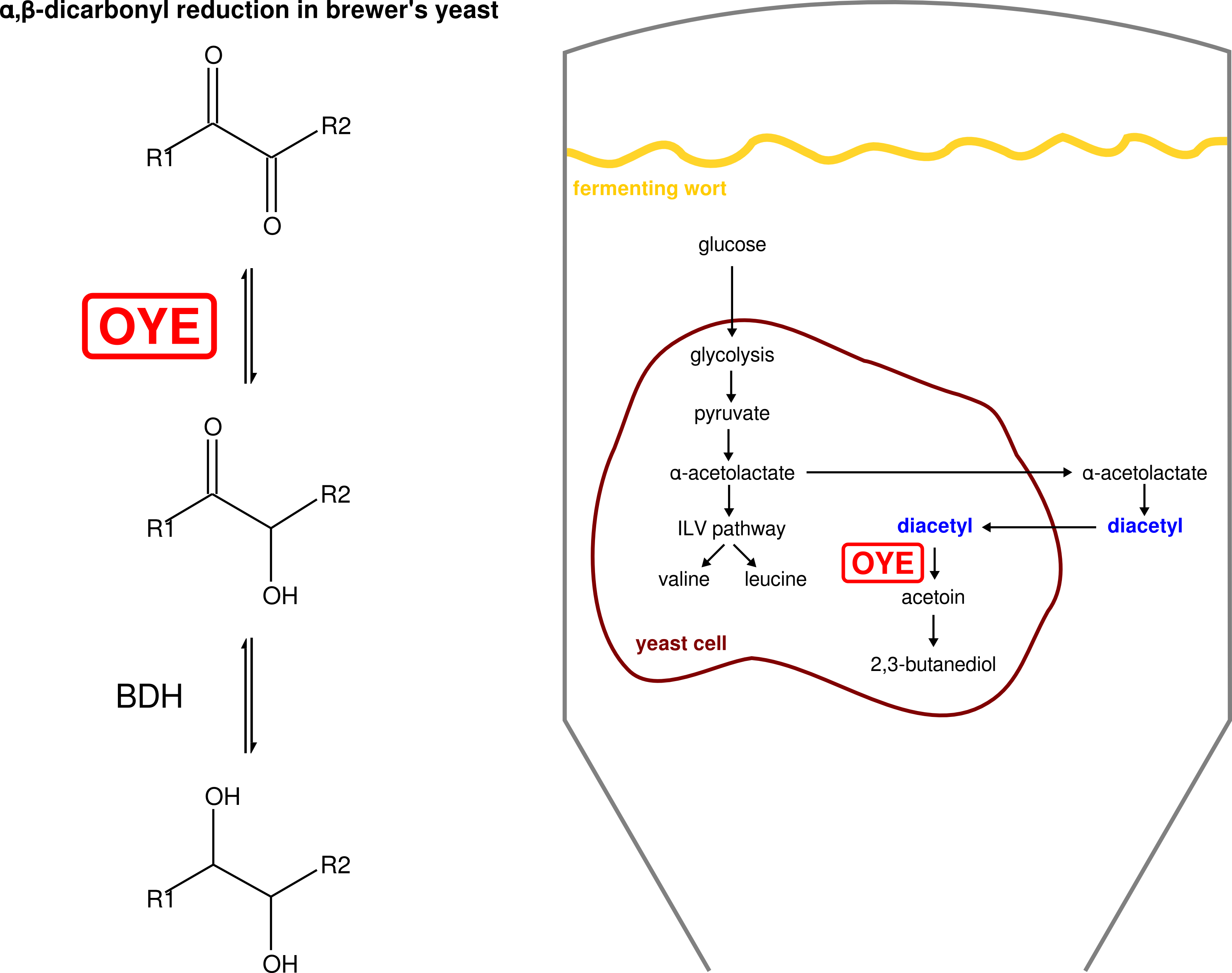 OYE enzymes are involved in the reduction of diacetyl during beer fermentation