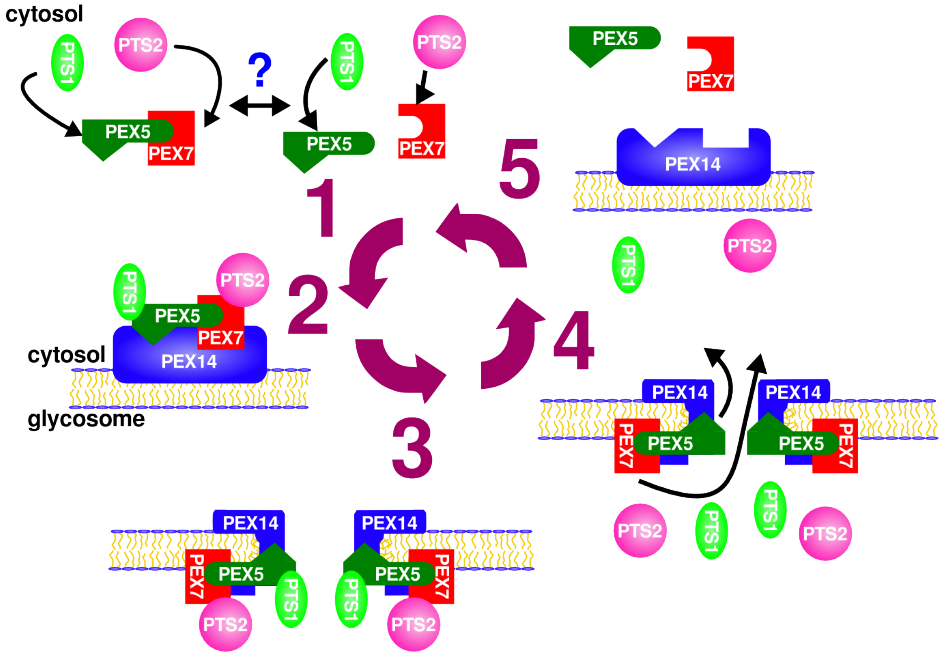 Model of the glycosomal proteins import machinery