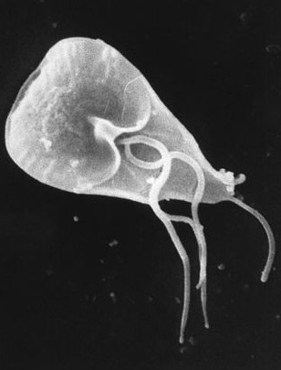Giardia lamblia parasite, responsible for causing the diarrheal disease giardiasis, by CDC / Janice Haney Carr - http://phil.cdc.gov/PHIL_Images/8698/8698_lores.jpg, Public Domain, https://commons.wikimedia.org/w/index.php?curid=825607