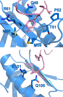 NSsCT-Tfb1PH complex